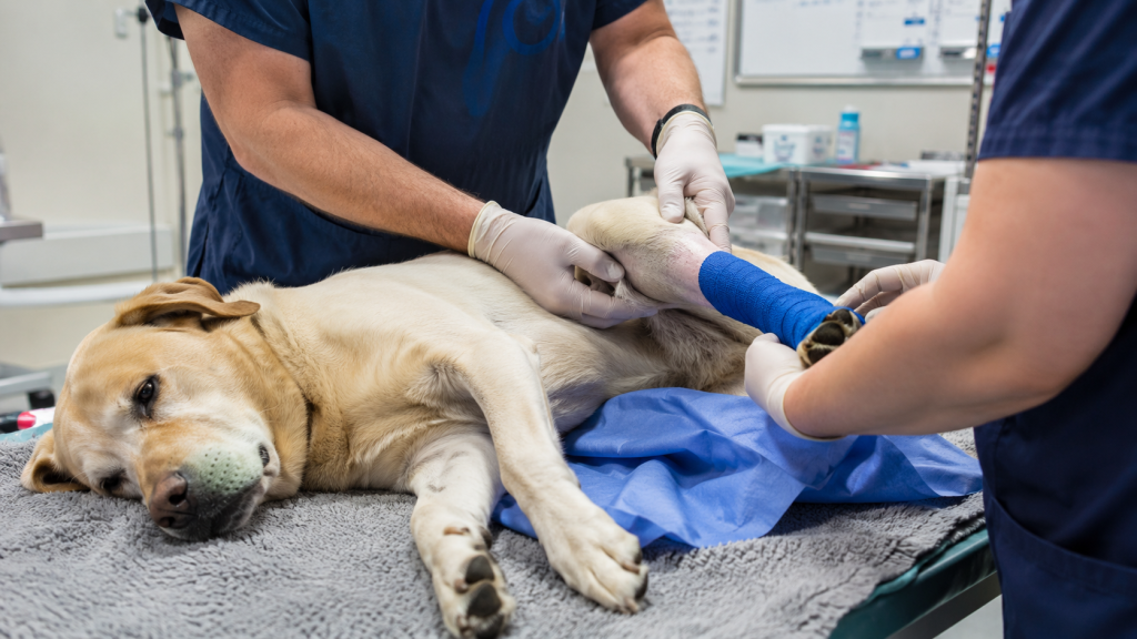 Veterinary team caring for a dog with a bandaged leg