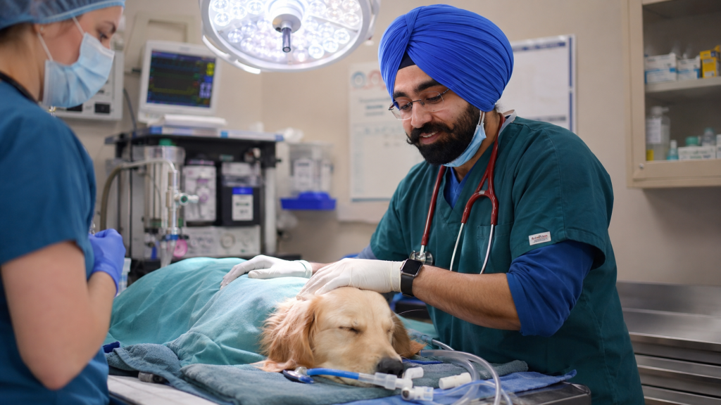 Veterinarian and surgical team caring for a dog during a veterinary procedure