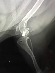 Lateral canine knee X-ray used to evaluate cruciate ligament disease