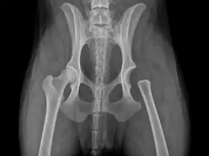 Radiographic-style illustration of a canine pelvis after femoral head ostectomy surgery