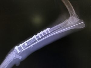 Canine forelimb X-ray showing fracture repair with orthopedic hardware
