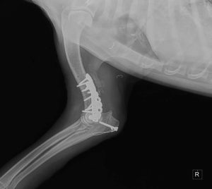 Canine elbow X-ray showing humerus fracture repair with plates and screws