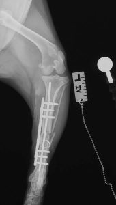 Canine tibia X-ray showing plate-rod fixation of a fracture