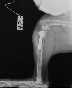 Postoperative canine knee X-ray showing TPLO plate and screws