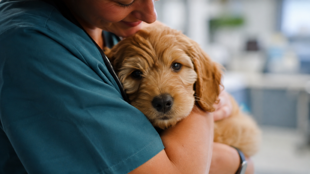 Veterinary professional gently cuddling a puppy showing compassionate animal care
