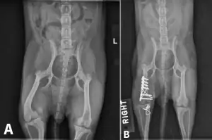 Before and after canine X-rays showing corrective osteotomy and plate fixation for limb deformity