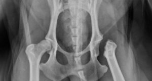 Postoperative canine hip X-ray after femoral head ostectomy surgery