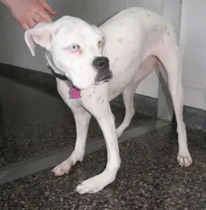 Dog with an angular limb deformity affecting the front leg