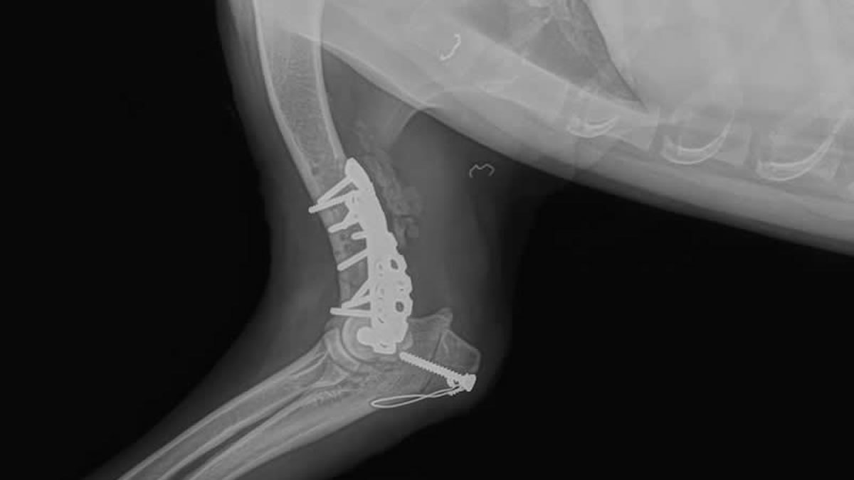 Canine X-ray showing surgical fracture repair